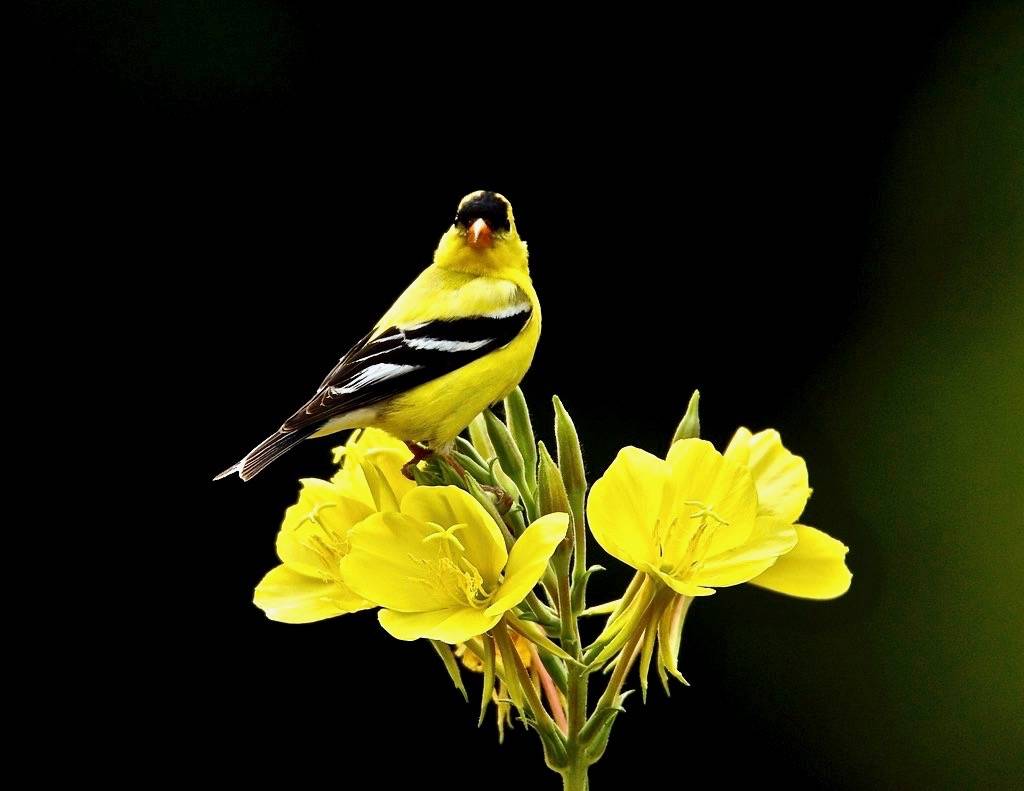 American Goldfinch on Evening Primrose by jerrygabby1 is licensed under CC BY-NC 2.0
